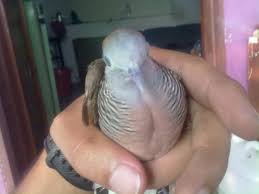 Ayofoto cellphone wallpaper perkutut tekukur. Burung Jawara Tekukur Digemari Karena Suara Serta Ketangkasannya D I A F