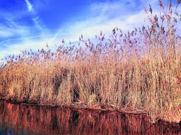 Image result for Phragmites