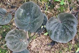 Image result for Nervilia petraea