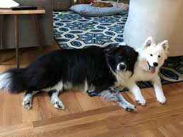 Black And White Border Collie Mix Bonnie And Boo Samoyed And Border Collie Samoyed Mix Samoyed Black And White Dog Collie