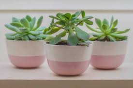 This fragrant, lush green houseplant simply requires ample light and humidity to thrive, making the perfect option for an orangery or conservatory. 10 Small Indoor Plants For Compact Spaces Urban Garden Gal