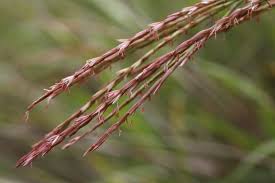 Image result for Phacelurus