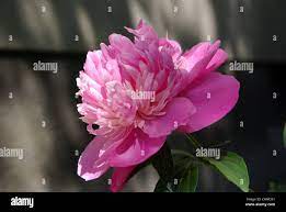 Krovita (Paeonia suffruticosa Delisle Photo Stock - Alamy