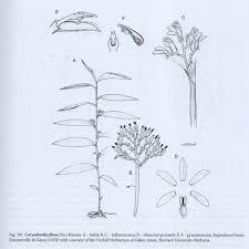 Image result for Corymborkis corymbis