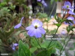 Image result for Browallia americana