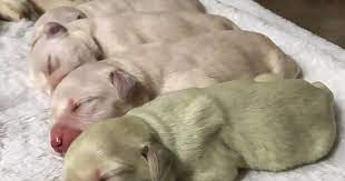 Golden Retriever Gives Birth To Green Puppy Called Mojito Due To Rare Condition World News Mirror Online