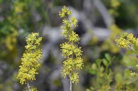 Image result for Limeum fenestratum