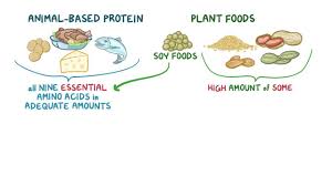 Overview of Proteins