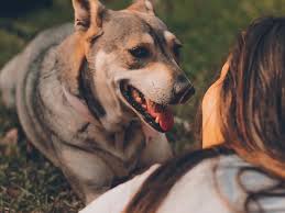 Image result for invalid dog wheelset