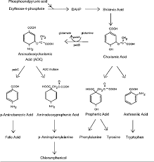 The Gene Cluster For Chloramphenicol Biosynthesis In Streptomyces Venezuelae Isp5230 Includes Novel Shikimate Pathway Homologues And A Monomodular Non Ribosomal Peptide Synthetase Gene Semantic Scholar