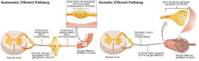 Autonomic Reflexes And Homeostasis Anatomy And Physiology I