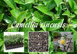 Image result for Camellia sinensis