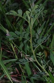 Image result for Indigofera microcarpa
