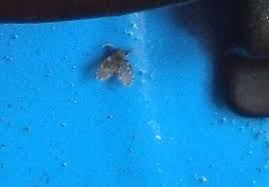 After basic cleaning, you can use household cleaners such as borax and bleach to get rid of the eggs or larvae and worms. Black Worms In Fish Tank And Little Flies My Aquarium Club