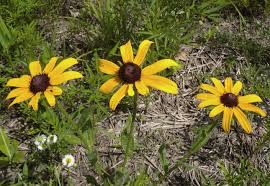 We did not find results for: Black Eyed Susan Rudbeckia Hirta
