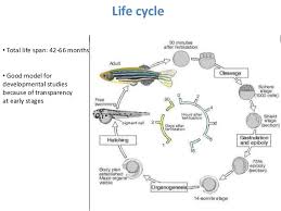 Zebrafish Model