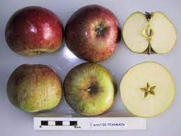 We did not find results for: Category Winter Pearmain Apple Wikimedia Commons
