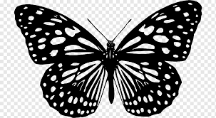 We did not find results for: Small Butterfly Png Images Pngwing