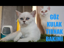 kedilerde goz ve kulak temizligi tirnak nasil kesilir kedi bakimi youtube