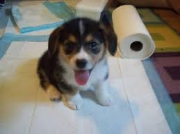 You will find rottweiler dogs and puppies for adoption in our oregon listings. Beautiful Female Pembroke Welsh Corgi Puppies For Sale In Medford Oregon Classified Americanlisted Com