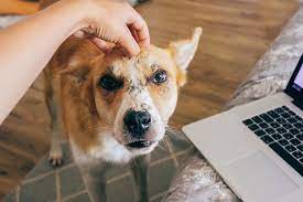 Certain diseases may destroy the hair follicle or shaft or interfere with. What Causes Hair Loss In Cats And Dogs