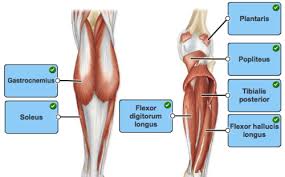 Muscle tissue is also found inside of the heart, digestive organs, and blood vessels. Quiz Ch 10 Flashcards Quizlet