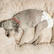 A typical heat period lasts roughly two to four weeks, with a pregnancy or resting phase following the estrus period. The Best Diapers For Dogs In Heat Reviews Buying Guide