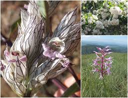 Image result for Micrococca capensis