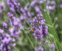 Check spelling or type a new query. The Best Flowers For Attracting Bees Your Home And Garden