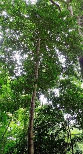 Image result for Pyrostria