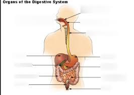 Study Guide For Digestive System Test Diagram Quizlet