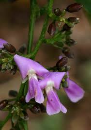 Image result for Millettia stuhlmannii