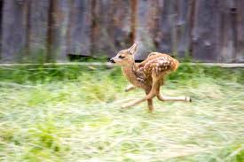 This means that when a deer walks in front of your ultrasonic repellent, it'll give them a small scare that will discourage them from grazing in the area. 344 Scared Deer Photos Free Royalty Free Stock Photos From Dreamstime