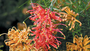 Image result for Grevillea