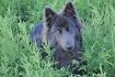 American Blue Bay Shepherds - Home | Facebook