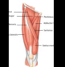 It's the area that runs from the hip to the knee in each leg. Anterior Compartment Of Thigh Muscles Their Action And Nerve Supply Anatomy Qa