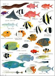Angelfish Damselfish And Other Colorful Reef Fish Facts