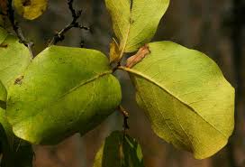 Image result for Diospyros kirkii