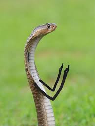 People Are Doodling On Snake Pics And The Result Is Brilliant Cute Funny Animals Cute Reptiles Baby Animals Funny