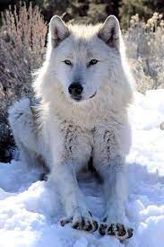 Drew On Twitter Wolf Dog Animals Wolf Pictures