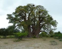 Image result for Adansonia digitata