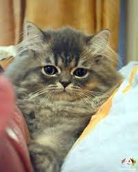 satilik scottish fold panosundaki pin