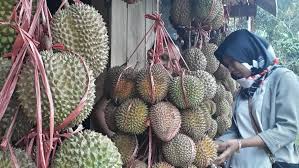 Join facebook to connect with musim durian and others you may know. Durian Di Probolinggo Sudah Musim Lho Ini Tempatnya Kalau Mau Berburu Wartabromo