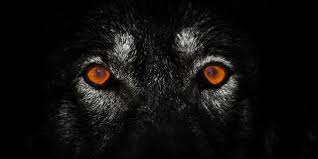 The Lone Wolf Terror Trap Wolf Eyes Wolf Wallpaper Lone Wolf