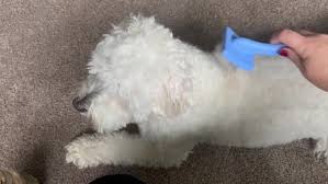 create adorable dog ugc video