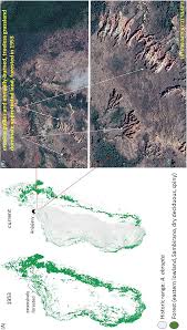 Image result for Sclerodactylon macrostachyum