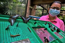 Ever since then, the flying never ends.situated next to ayer keroh tol, melaka butterfly and reptile sanctuary offers you a window to get up close to some of the best of malaysia. Help Keep Melaka S Butterfly Farm Alive By Adopting A Pupa