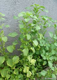 Image result for Acalypha fruticosa