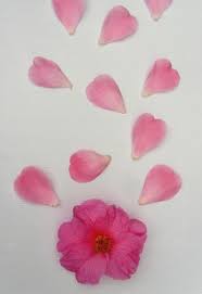 Fallen Pink Camellia Flower With Petals On White Board Camellia Flower Flowers Petals