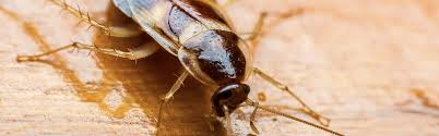 All the pest species of cockroach are omnivorous, meaning they will eat anything (including each other)! How To Get Rid Of Roaches Updated For 2021
